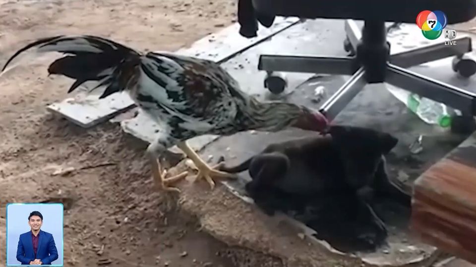 สะเก็ดข่าว : คู่เพื่อน