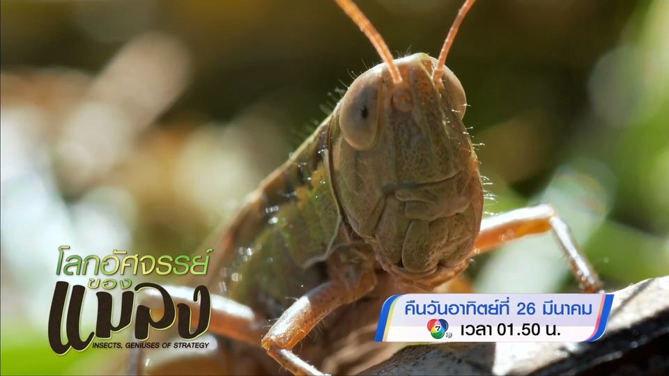 ภาพยนตร์สารคดี INSECT, GENIUSES OF STRATEGY โลกอัศจรรย์ของแมลง 26 มี.ค.66