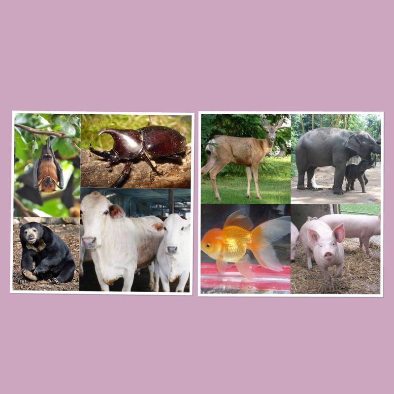 สัตว์นำโชคตามความเชื่อโบราณ