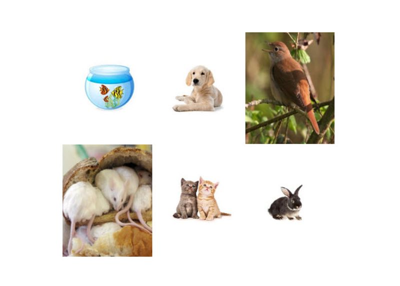 ทายใจทายนิสัย จากชนิดของสัตว์เลี้ยง